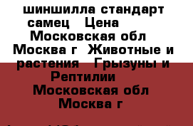 шиншилла стандарт самец › Цена ­ 500 - Московская обл., Москва г. Животные и растения » Грызуны и Рептилии   . Московская обл.,Москва г.